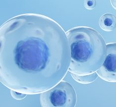 Stamceller kan reparere hele vores krop
