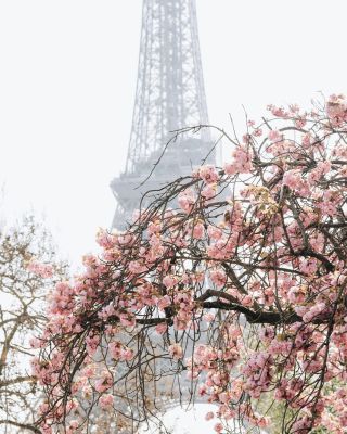 Er du en af de heldige som har været i Paris og se de smukke udsprunget kirsebærtræer? 🍒🌸